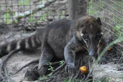 Zoo de Guyane