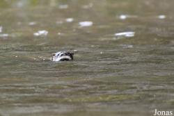 Lontra longicaudis enudris