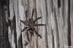 Pseudoclamoris gigas