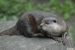 Tier- und Freizeitpark Thüle