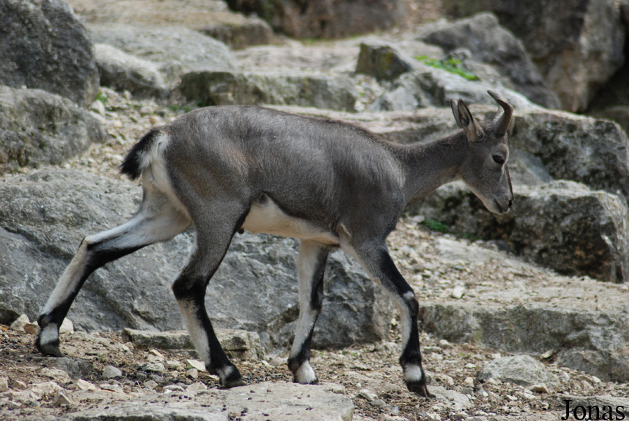 Parc Zoologique et Botanique de Mulhouse