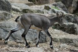 Parc Zoologique et Botanique de Mulhouse