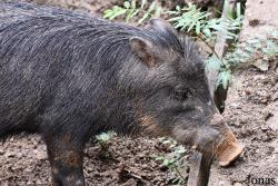 Zoo de Guyane