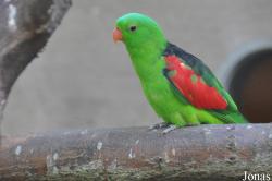 Psittaculinae