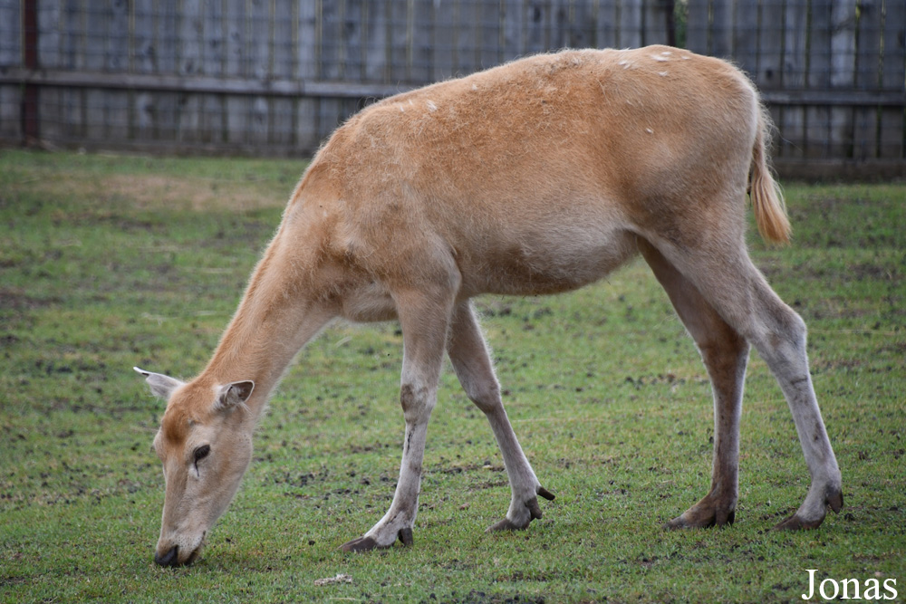 Trakėnų ZooParkas