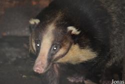 Arctonyx albogularis
