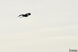 Ardea humbloti