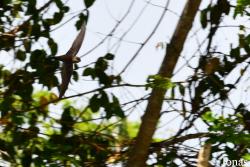 Cypsiurus gracilis gracilis