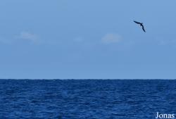 Fregata minor aldabrensis