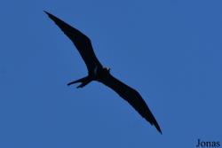 Fregata ariel iredalei