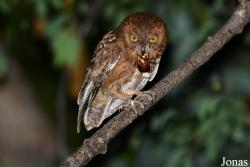 Parc National de Lokobe