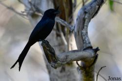 Parc National de Lokobe