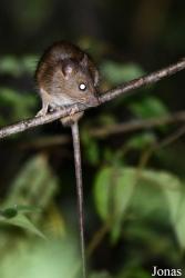 Parc National de Lokobe