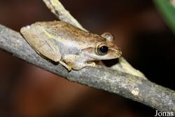 Parc National de Lokobe