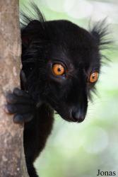 Biby Havantsika