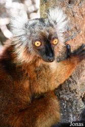 Biby Havantsika