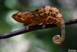 Biby Havantsika