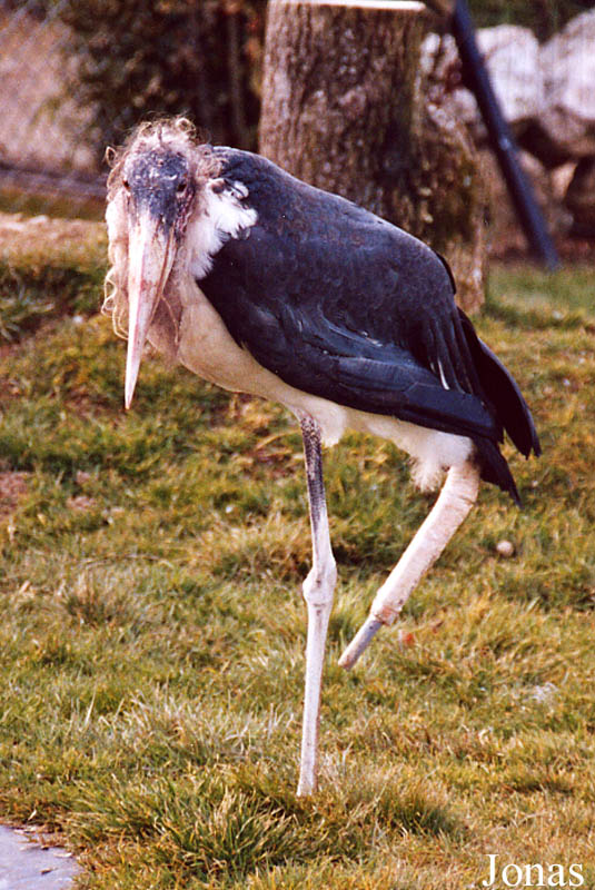 Parc Zoologique des Abrets