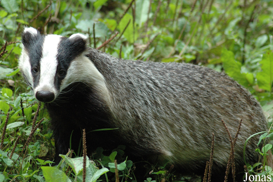 Wildpark Eekholt
