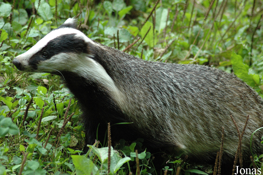 Wildpark Eekholt