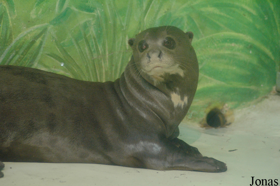 Tierpark Hagenbeck
