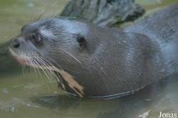 Tierpark Hagenbeck