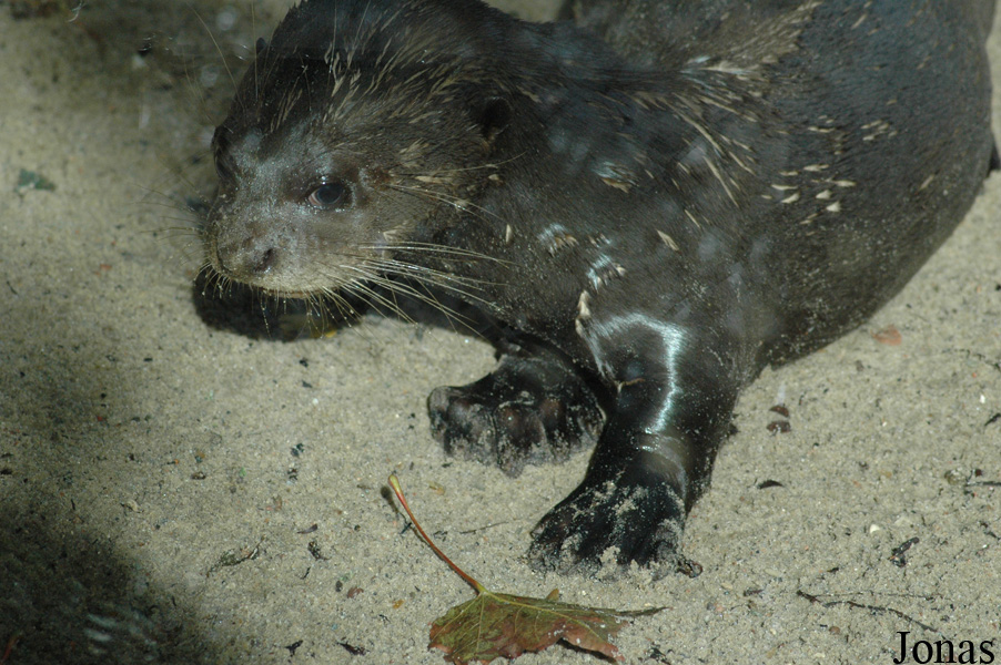 Tierpark Hagenbeck