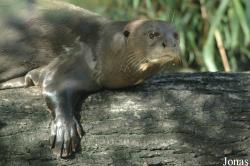 Tierpark Hagenbeck