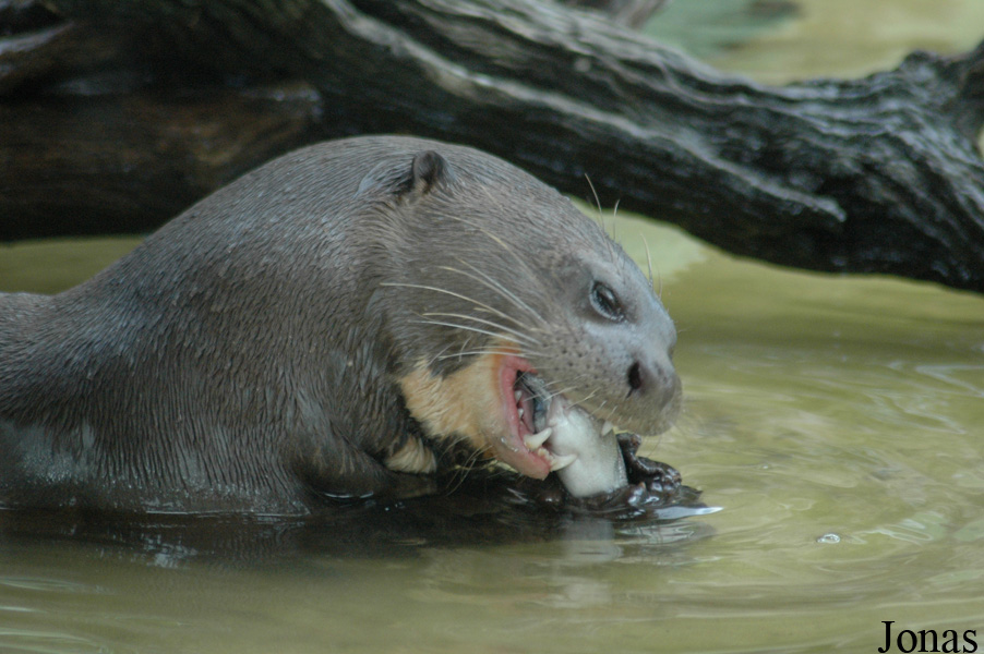 Tierpark Hagenbeck
