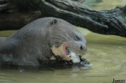 Tierpark Hagenbeck