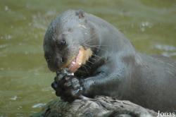 Tierpark Hagenbeck
