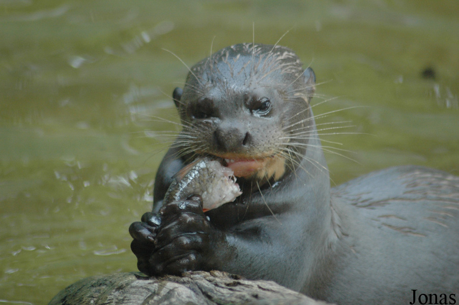 Tierpark Hagenbeck