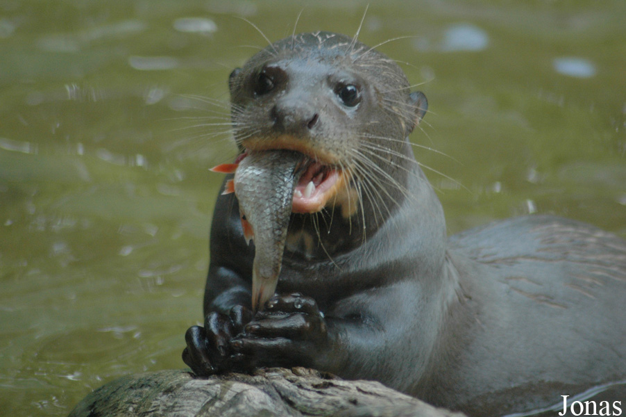 Tierpark Hagenbeck