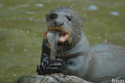Tierpark Hagenbeck