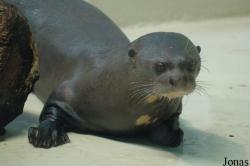 Tierpark Hagenbeck