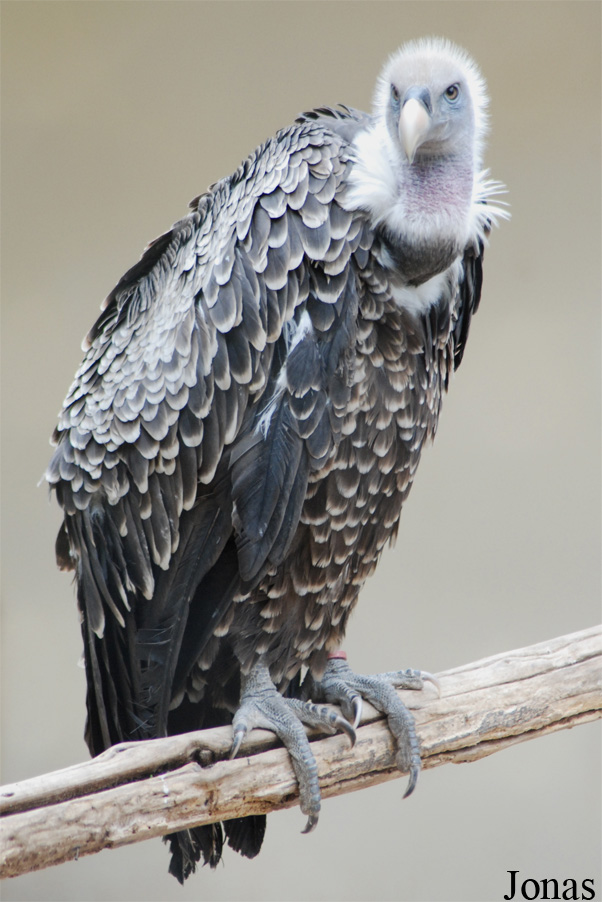Bioparco di Roma