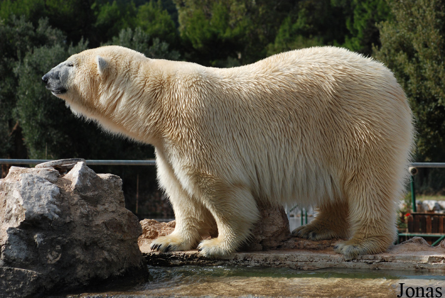 Zoosafari e Fasanolandia
