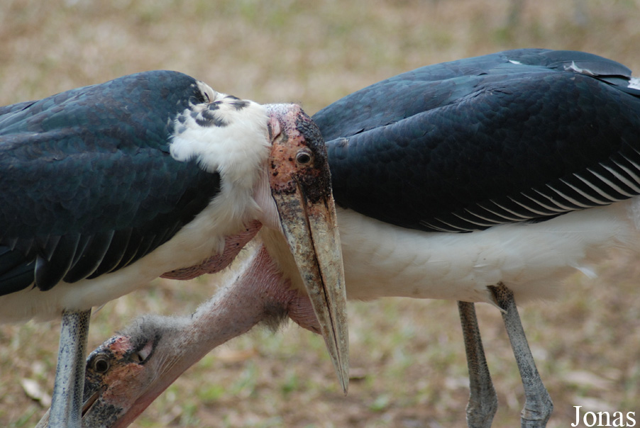 Safari Park Shenzhen