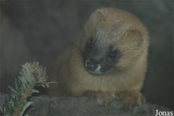 Zoo Köln