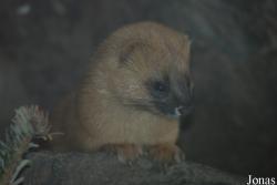 Zoo Köln