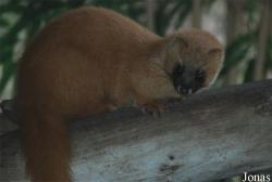Zoo Köln