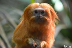 Leontopithecus rosalia