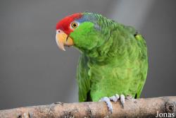 Amazona viridigenalis