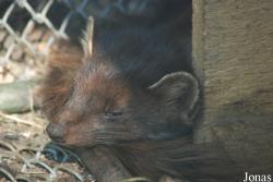 Grădina Zoologică Râmnicu Vâlcea