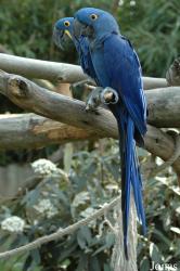Zoo d'Amnéville