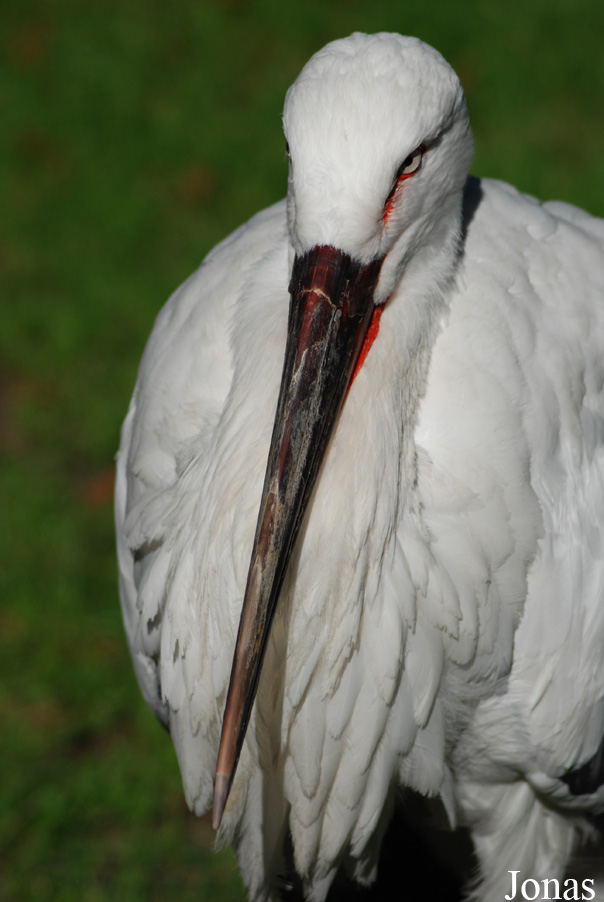 Ogród Zoologiczny w Poznaniu Stare Zoo