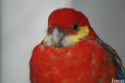 Platycercus icterotis