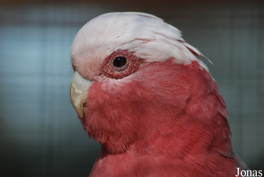 Jardin d'Oiseaux Tropicaux