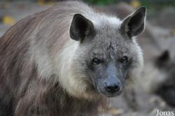 Hyaena brunnea
