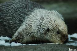 Zoo Antwerpen